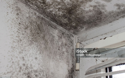 Mold Remediation